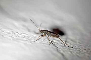 The dirt-colored seed bug Dieuches armatipes