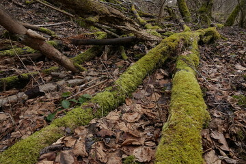 moss on tree