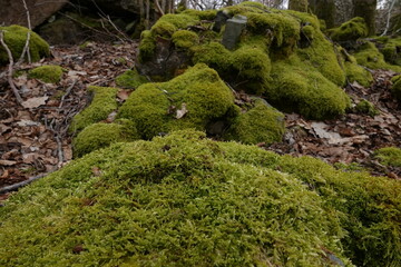 moss on the stone
