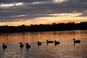 ducks on the lake, ducks at sunset