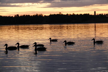 ducks on the lake, ducks at sunset