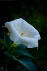 Splendor of flower; Brazil's white angel trumpet, angel's tears or snowy angel's trumpet; Brugmansia Suaveolens