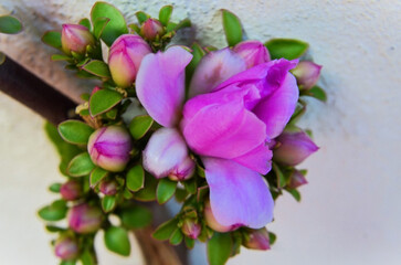 Pink ora-pro-nóbis flower buds (Pereskia grandifolia) in the garden