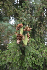pine cones