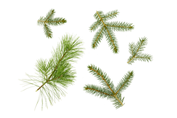 set of different christmas tree branches: pine, fir, spruce tree isolated on white or transparent png