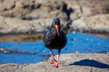 Photograph of a Sooty Oystercatcher bird searching for food amongst rocks and water along a rocky coastline in the Illawarra region on the south coast of NSW, Australia.