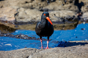 Photograph of a Sooty Oystercatcher bird searching for food amongst rocks and water along a rocky coastline in the Illawarra region on the south coast of NSW, Australia.