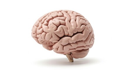 The Human Brain Anatomy and Its Incredible Functions Explained Clearly