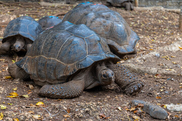 Obraz premium Giant turtle living in Africa. Big turtle crawling on the land in its natural habitat. Giant turtle reserve