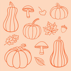 Autumn vector illustration with pumpkins, mushrooms, acorn and fall leaves. Hand drawn outline harvest elements for seasonal design, Thanksgiving, Halloween, decoration, cards, posters and patterns