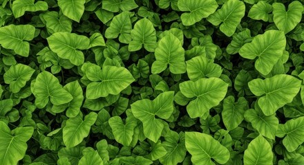 A dense, topdown view of lush green leaves, creating a natural, textured background