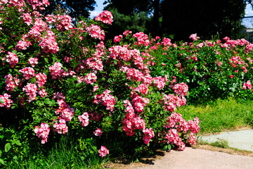 Vibrant pink flowers blooming in a well maintained garden during daytime