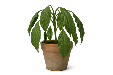 Fototapeta premium Potted plant with vibrant green leaves isolated on a transparent background, perfect for gardening and nature-themed projects