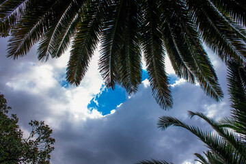 palm tree and blue sky