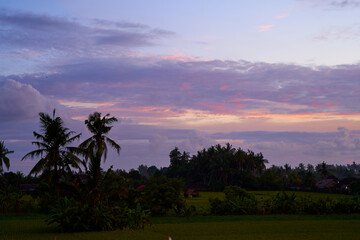 Silhouette of palm trees at a beautiful colorful sunset in a rice field on the island of Bali.