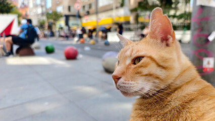 Cute cat watching the city views