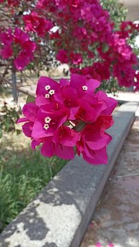 Video Naturaleza - Bugambilia en movimiento, buganvilla color rosa