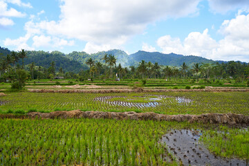 Panorama of the amazing landscape of Asian rice terraces. Palm trees in a rice paddy on the island of Bali. A view of the bright green rice fields.