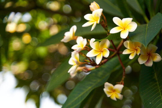 The frangipani flower blooms in a bunch on a tree. The beautiful white and yellow flowers of plumeria grow in Asia.