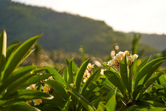 Asian flowering frangipani tree against the sunset. Close-up of a branch with fragile white and yellow plumeria flowers.
