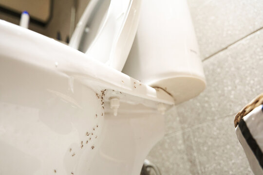 A colony of ants hides their eggs under the toilet in the bathroom. The problem with insects in the house.
