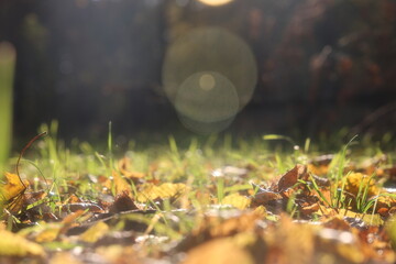 shiny yellow autumn leaves laying among blades of grass