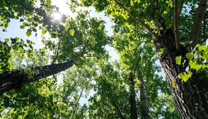 Fototapeta premium Lush green trees reaching towards a bright sky