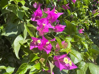 Bougainvillea Flowers in Bloom with Green Leaves. Close-up and wide shots of vibrant bougainvillea flowers in full bloom, with rich green leaves and bright magenta petals under Mediterranean sunlight.