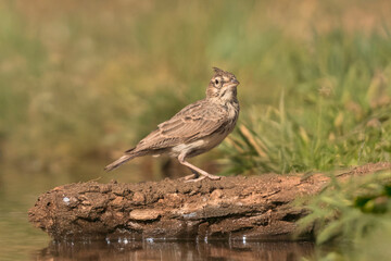 Close-up of a wild bird in its natural habitat, perched and blending with the surrounding environment