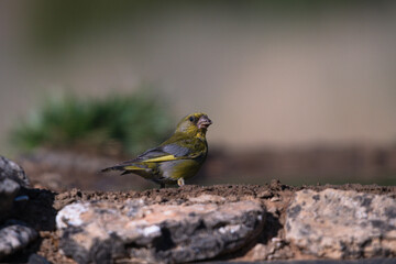Close-up of a wild bird in its natural habitat, perched and blending with the surrounding environment