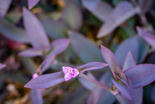 Tradescantia pallida is a species of spiderwort native to the Gulf Coast region of eastern Mexico. It is a perennial herbaceous species with a trailing habit