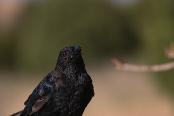 Close-up of a wild bird in its natural habitat, perched and blending with the surrounding environment