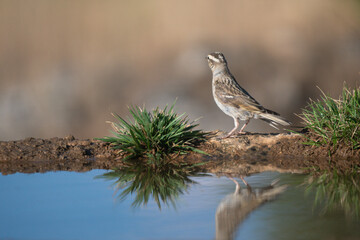 Close-up of a wild bird in its natural habitat, perched and blending with the surrounding environment