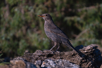 Fototapeta premium Close-up of a wild bird in its natural habitat, perched and blending with the surrounding environment