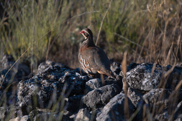 Close-up of a wild bird in its natural habitat, perched and blending with the surrounding environment