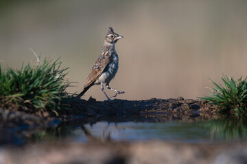 Close-up of a wild bird in its natural habitat, perched and blending with the surrounding environment