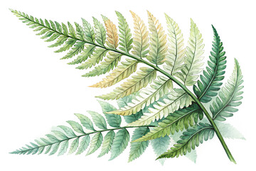 Watercolor fern fronds isolated on transparent background featuring a pair of vibrant green fern leaves painted in a delicate watercolor style, showcasing natural beauty