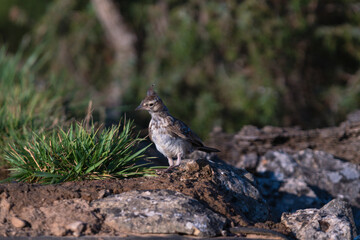 Close-up of a wild bird in its natural habitat, perched and blending with the surrounding environment