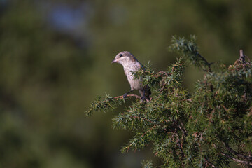 Close-up of a wild bird in its natural habitat, perched and blending with the surrounding environment