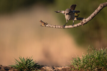 Close-up of a wild bird in its natural habitat, perched and blending with the surrounding environment