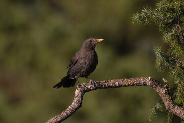 Close-up of a wild bird in its natural habitat, perched and blending with the surrounding environment