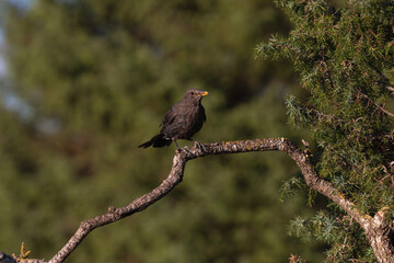 Close-up of a wild bird in its natural habitat, perched and blending with the surrounding environment