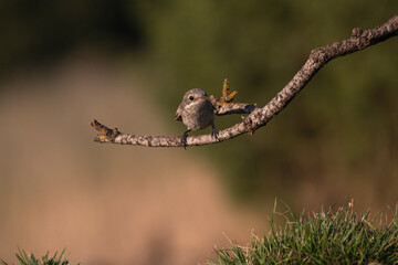 Close-up of a wild bird in its natural habitat, perched and blending with the surrounding environment