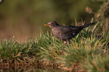 Close-up of a wild bird in its natural habitat, perched and blending with the surrounding environment