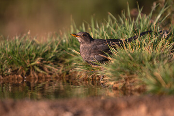 Obraz premium Close-up of a wild bird in its natural habitat, perched and blending with the surrounding environment