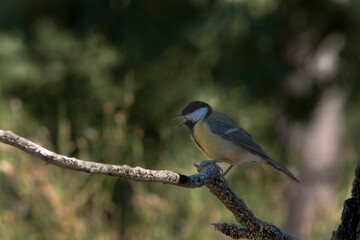 Close-up of a wild bird in its natural habitat, perched and blending with the surrounding environment