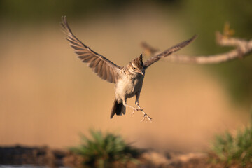 Close-up of a wild bird in its natural habitat, perched and blending with the surrounding environment