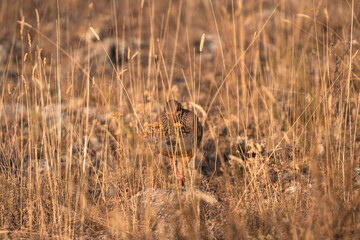 Close-up of a wild bird in its natural habitat, perched and blending with the surrounding environment