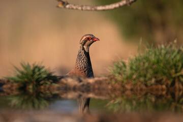 Close-up of a wild bird in its natural habitat, perched and blending with the surrounding environment
