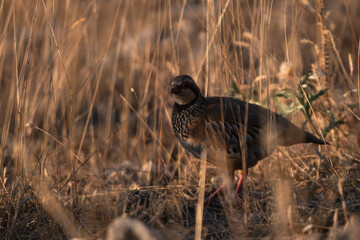 Close-up of a wild bird in its natural habitat, perched and blending with the surrounding environment